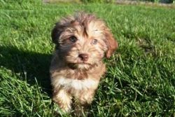 white and chocolate color HAVANESE pups