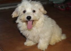 Active Cute Male and Female Havanese Puppies