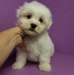 Beautiful Male and Female Havanese Puppies