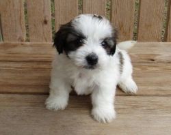 Absolutely gorgeous Havanese puppies for sale
