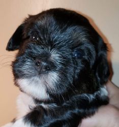 Akc Havanese puppies for sale