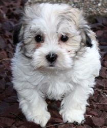 dark brown, white Havanese puppies