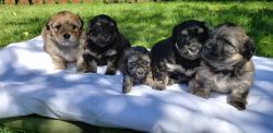 Looking for a pet loving family for our cute puppies