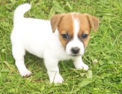 Jack Russell Puppies =[marcbradly1.9.7.5 '@'g.m.a.i.l.c.o.m