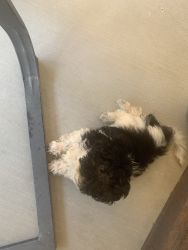 3 month old Havanese for sale