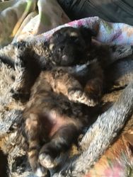 7 adorable puppies for sell