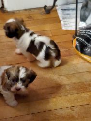 Havanese pups a variety of colors