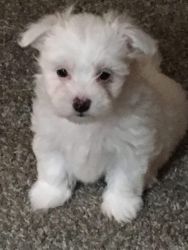 10 Week Old Havanese Puppy