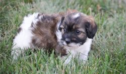 Havanese puppies ready for new homes