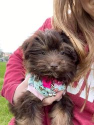 Young Havanese for sale (Rose)