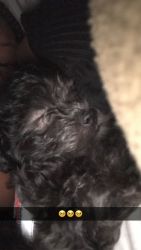 Black 4 pound Havense Puppy for Sale(Girl)