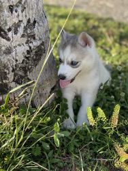 A beautiful baby Husky 2 months old