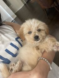 Adorable puppy need a new home