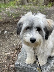 6 month old HAVANESE puppy for sale