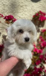 Lovely Havanese Puppies For Adoption