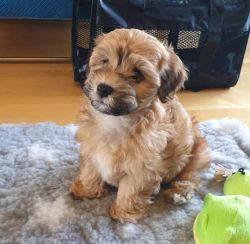 Beautiful Havanese puppies for sale