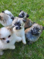 Miniture havapom puppies
