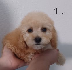 Toy poodle Mix Havanese puppy