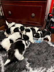 Havanese Poodle Mixed Puppies