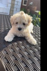 Small hypoallergenic non shedding puppies