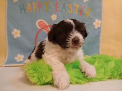 Havapoo Male Conway Havanese Toy Poodle