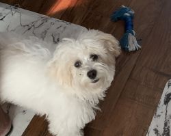 Havanese poodle Needs Rehome