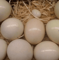buy cockatoo eggs online