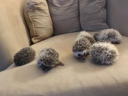 Pygmy Hedgehogs are Here!