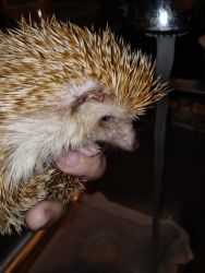 Hedgehog Needs rehomed this weekend