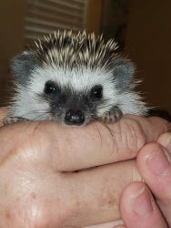 Baby boy hedgehogs for sale