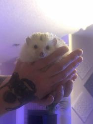 2 african pygmy hedgehogs females and cage