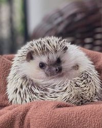 Hedgehog for Sale