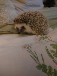Rocco the hedgehog