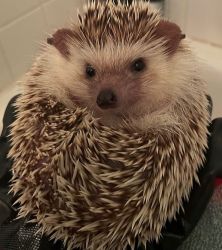 Hedgehog for rehoming