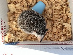 Adorable Hedgehog looking for a loving home!