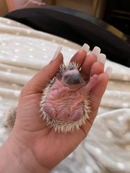 Exotic baby hedgehogs for sell