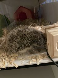 3 Hedgehogs for Sale
