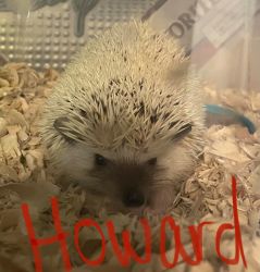 3 adult hedgehogs needing new homes