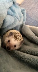 Hedgie- Moving States can’t keep :(