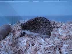 Baby hedgehog (3 months old)