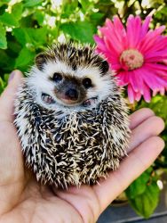 Exotic Baby Hedgehogs