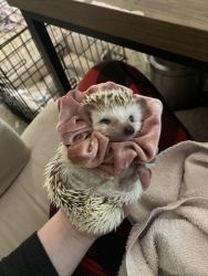 Two sweet Hedgehogs for sale with Cage and everything!