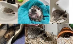 Female hedgehog for sale (with everything you need)