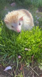 Winnie the albino hedgehog
