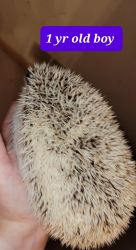 Hedgehogs females & male3