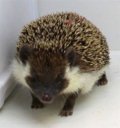 Retired Hedgehogs adults