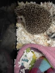 1 year old hedgehog