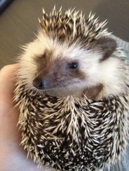 2-Yr-Old Female Hedgehog