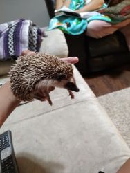 Adult Hedgehog