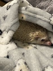 Hedgehog with everything you need and more!
